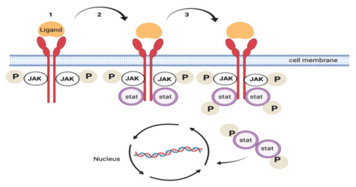 Simplified representation of the JAK/STAT